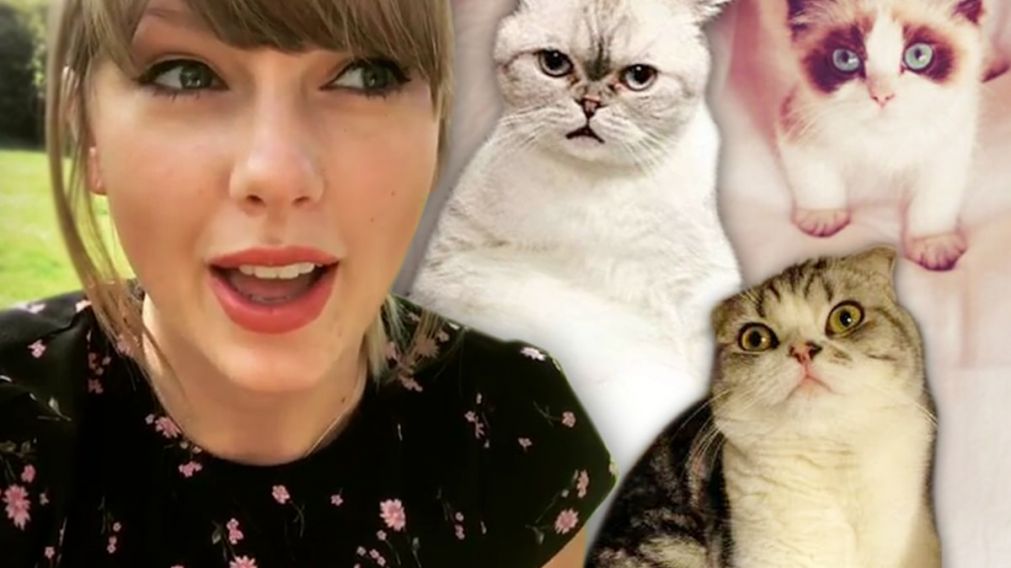 Taylor Swift convirtió a sus gatos en marca registrada y sorprendió a sus fanáticos con una nueva jugada millonaria