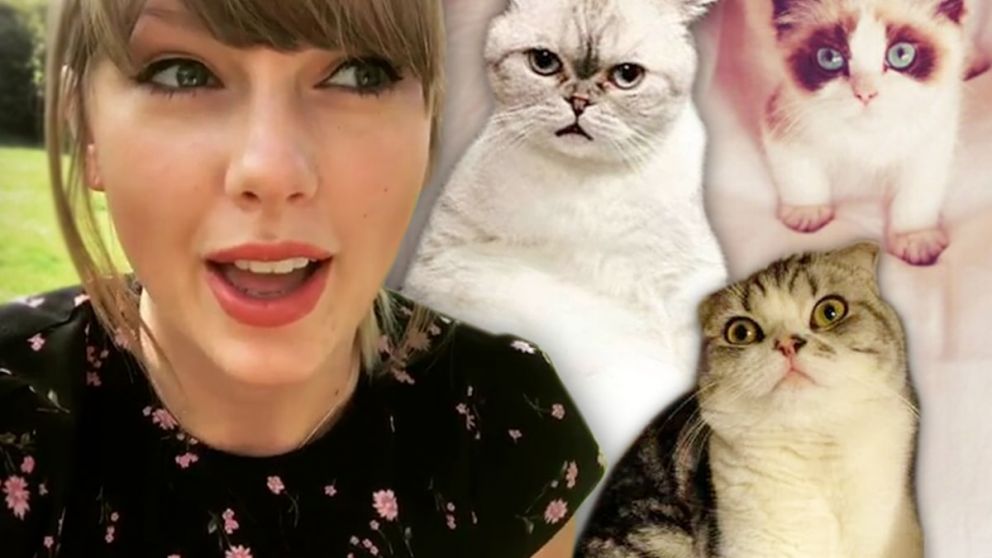 Taylor Swift convirti� a sus gatos en marca registrada y sorprendi� a sus fan�ticos con una nueva jugada millonaria