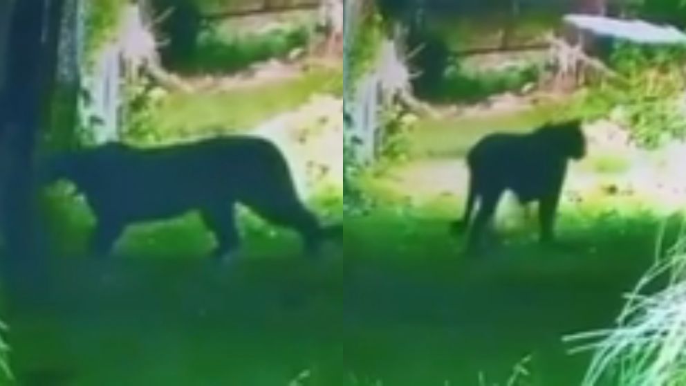 El puma fue filmado por una c�mara de seguridad.