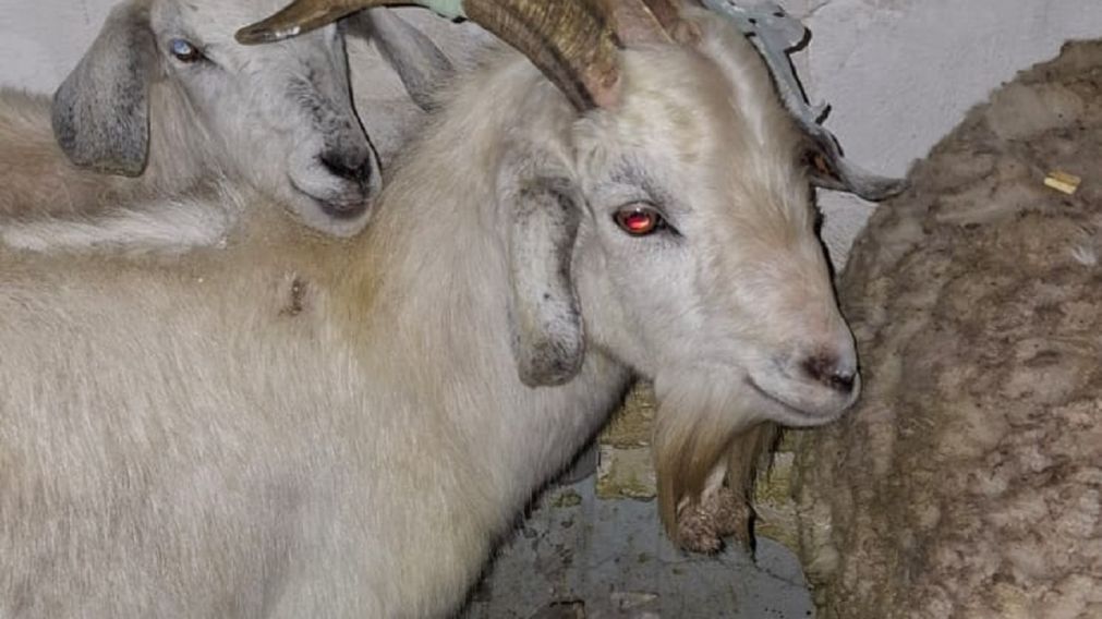 Rescataron animales antes de que fueran sacrificados en un templo umbanda de Quilmes Oeste
