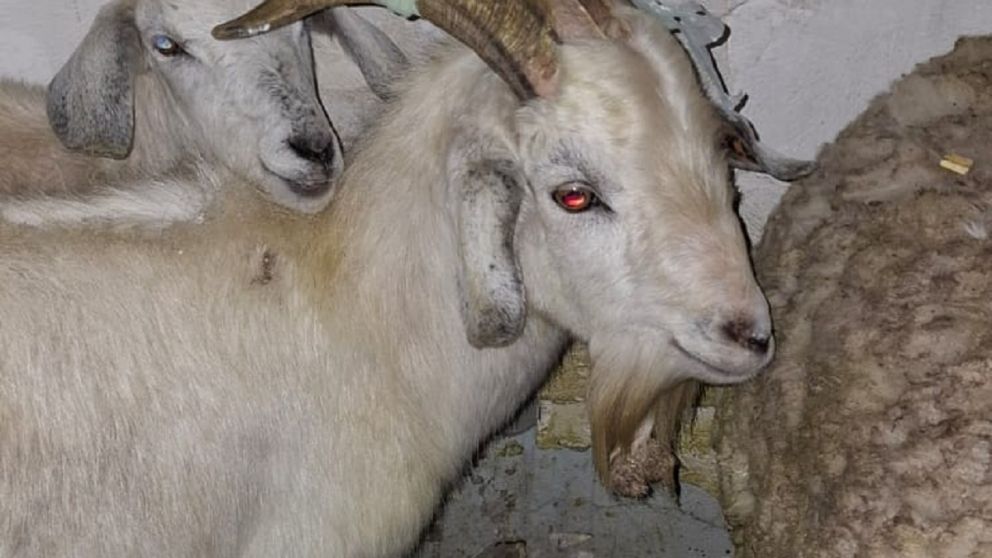 Rescataron animales antes de que fueran sacrificados en un templo umbanda de Quilmes Oeste