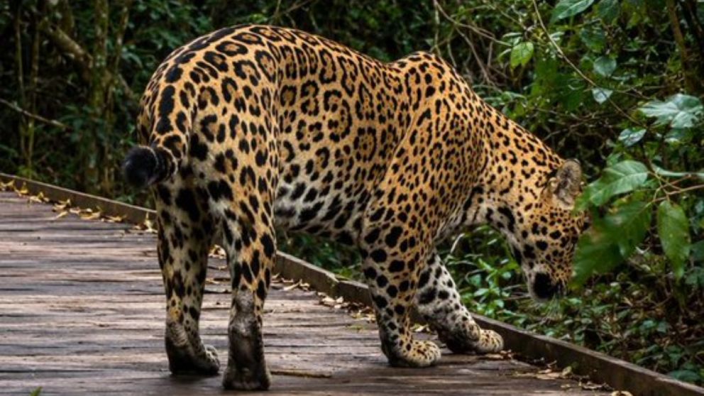 Turistas se cruzaron con Ombú, un ejemplar nacido en 2024 en los Esteros del Iberá.