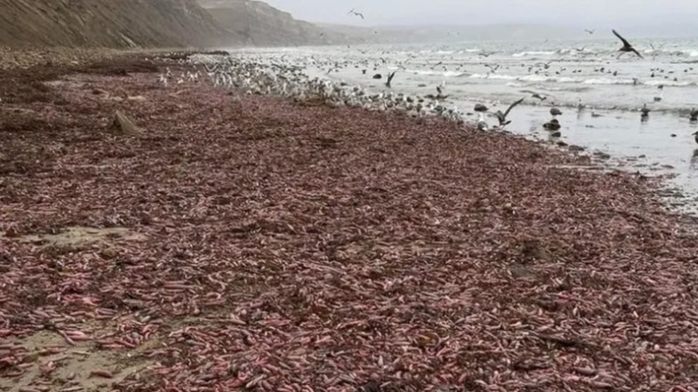 La especie de pez pene fue hallada en las costas de Comodoro Rivadavia (X).