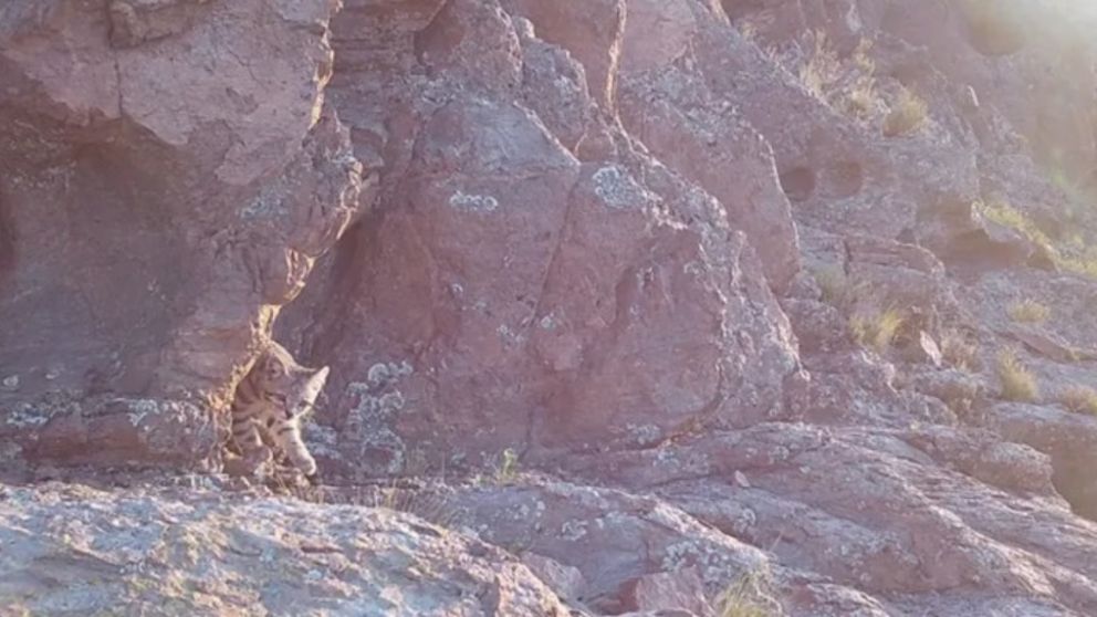 El ejemplar de gato andino fue encontrado en la regi�n mendocina de Malargue (NA).