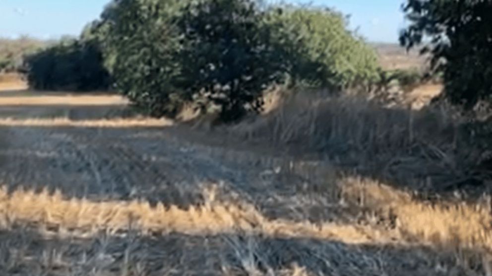 Tenés 30 segundos para encontrar a la gata oculta: ¿lo vas a lograr?