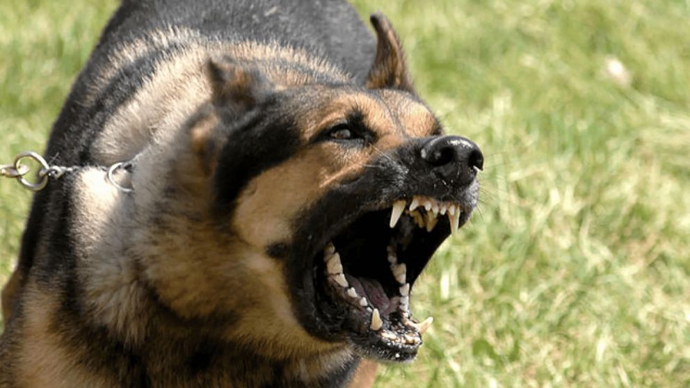 El grupo de perros atacó a la víctima en la calle.