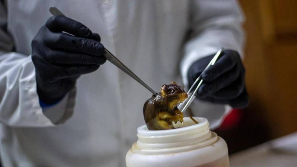 Un equipo del Malbrán recorre Ushuaia para identificar la posible circulación de hantavirus.
