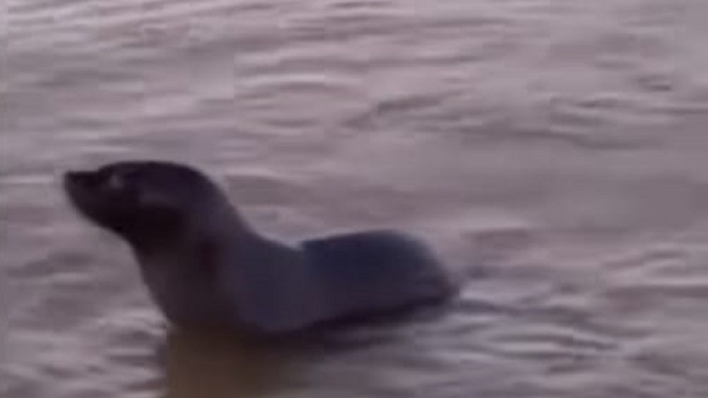 Sorpresa en Quilmes: avistaron un lobo marino en el Río de la Plata