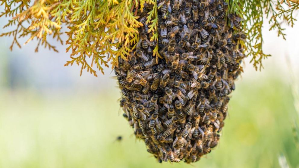 Un hombre de 91 años murió tras ser atacado por un enjambre de abejas (Imagen ilustrativa).