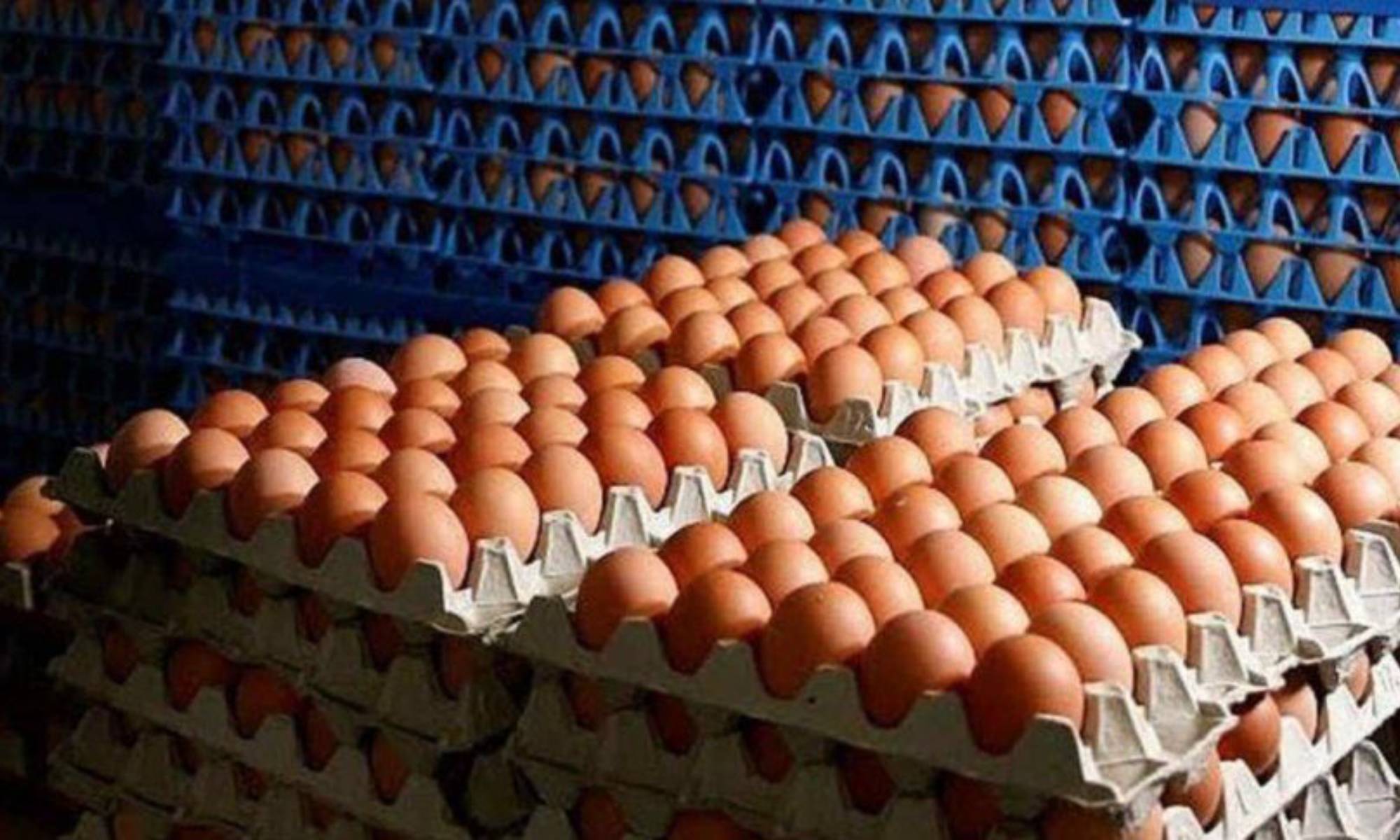 Argentina completó el cupo exportador de huevos hacia la Unión Europea -  Crónica - Firme junto al pueblo