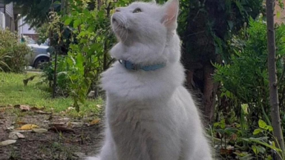 Conmoci�n en Florencio Varela: un gato muri� tras un violento ataque y hay tres investigados