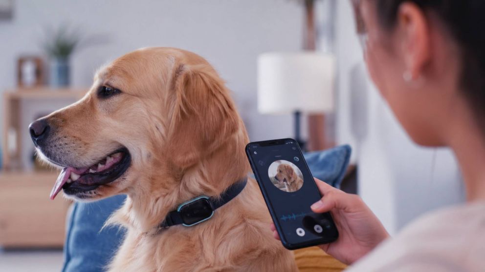 ¡Guau! Lanzan un collar con inteligencia artificial que traduce a perros y gatos.