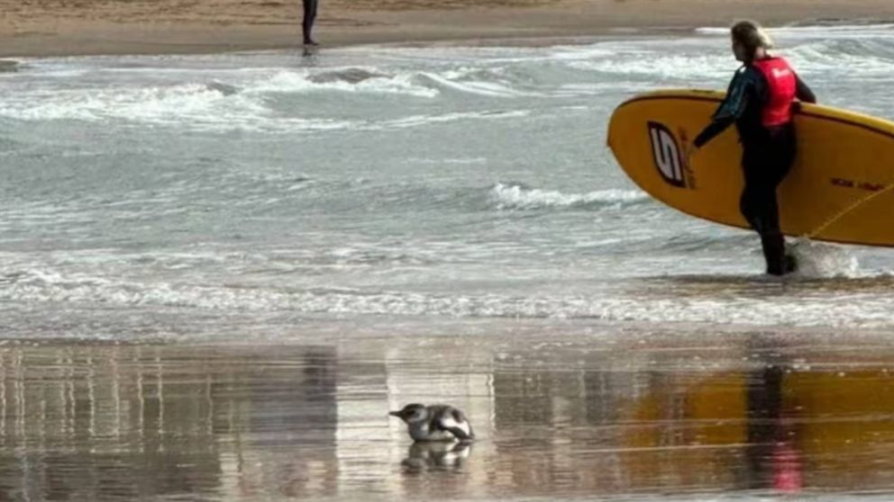 �Perdido! Un ping�ino que apareci� en las playas de Mar del Plata.
