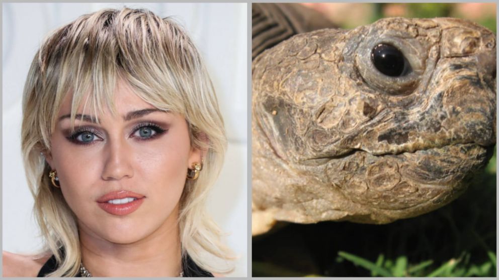Miley Cyrus adopt� una tortuga de 20 a�os y las redes estallaron de ternura