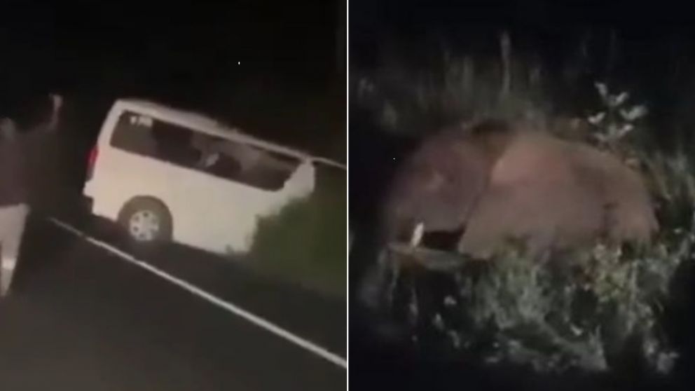 Una furgoneta choc� contra un elefante en Uganda: 3 muertos y 4 heridos graves.