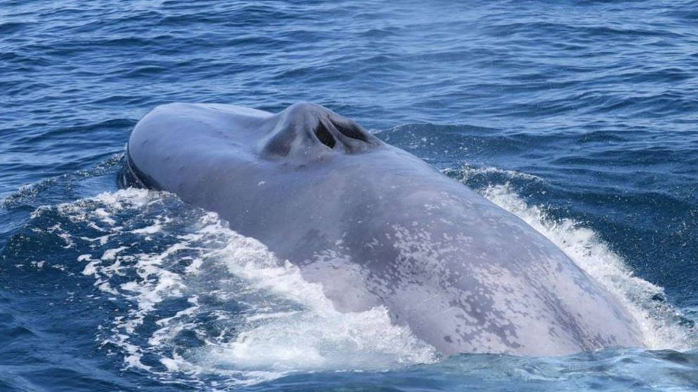 Una ballena azul sorprendi� a un grupo de turistas en Comodoro Rivadavia.