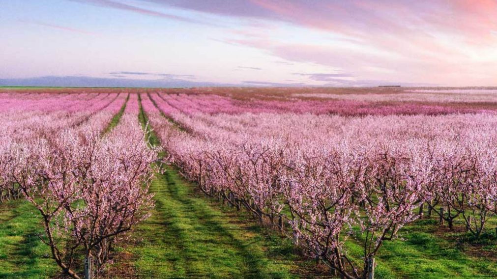 Los paisajes y las chacras de frutas finas convierten a este rincón patagónico en una escapada inolvidable.