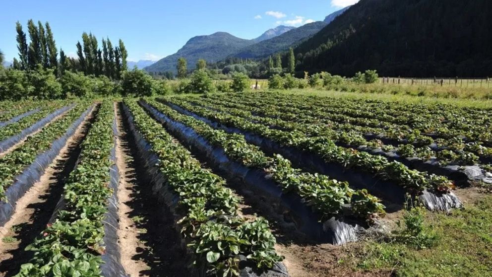 El Gobierno oficializó la declaración de emergencia agropecuaria en Chubut, Santa Cruz y Mendoza (Imagen ilustrativa).