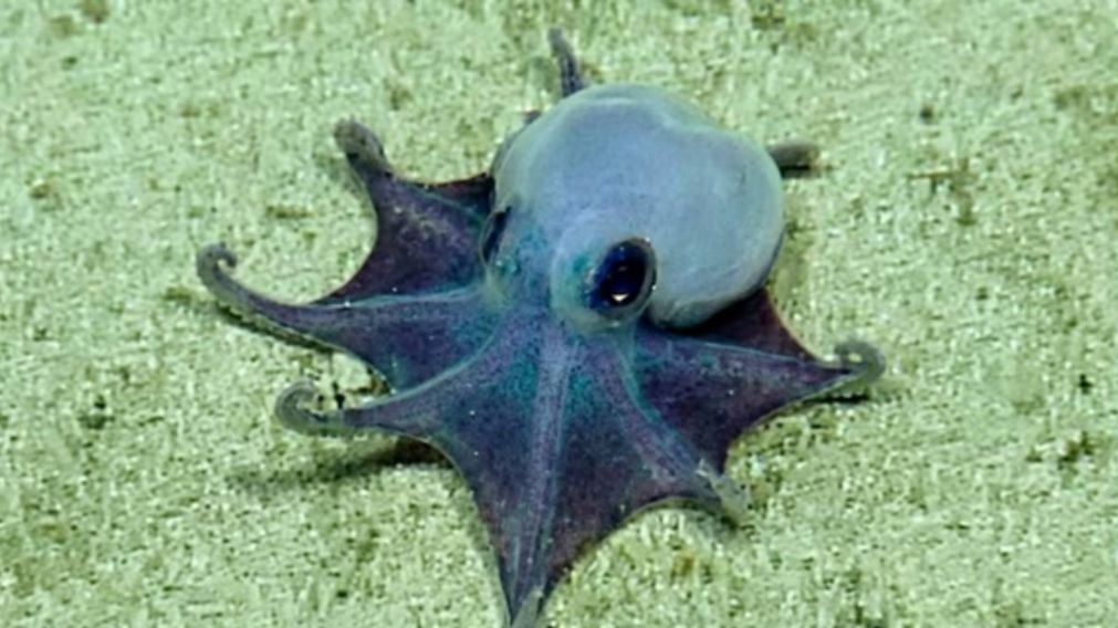 Un submarino descubrió un pulpo azul en las islas Galápagos.