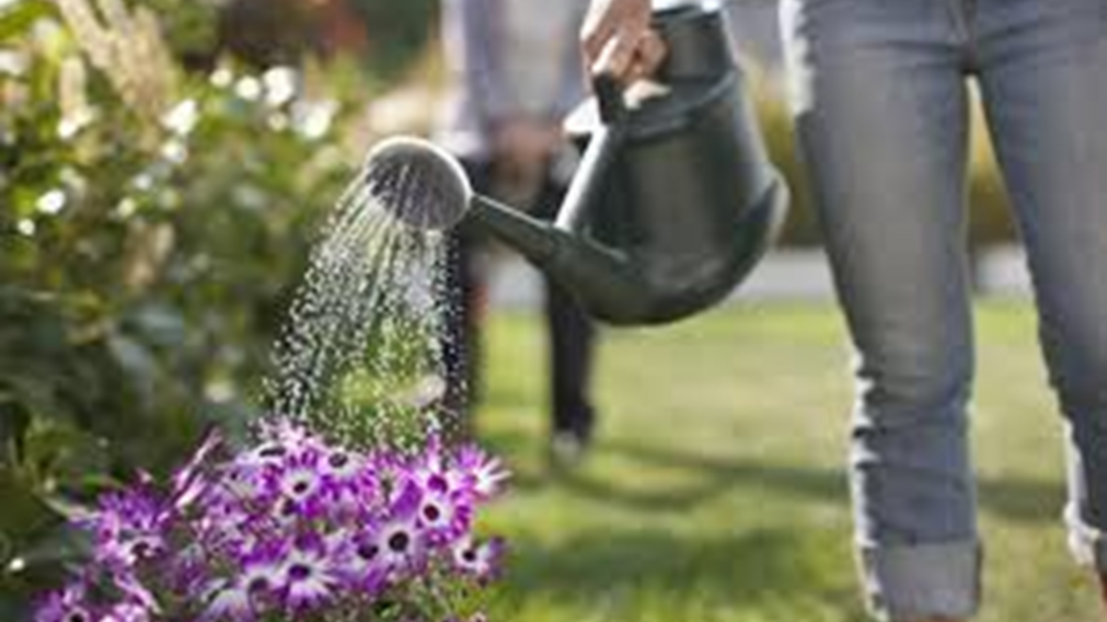 El truco casero para descubrir cuándo hay que regar las plantas en invierno