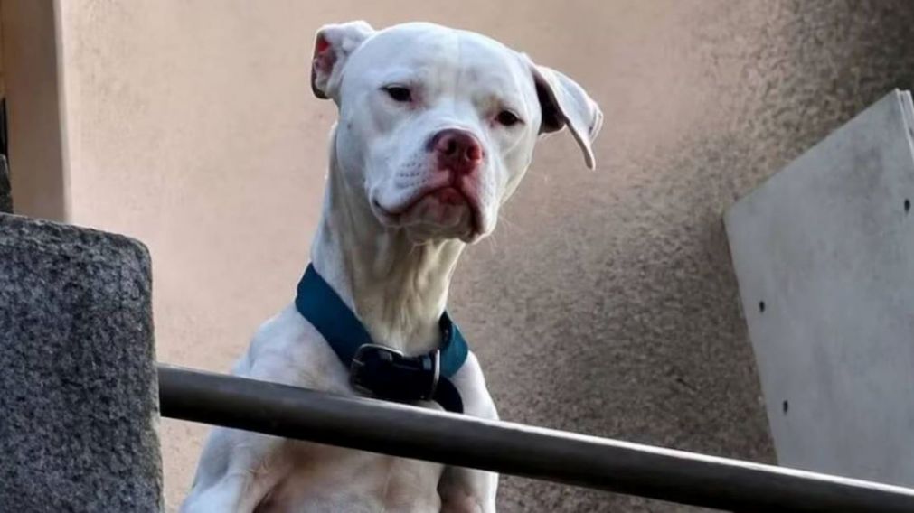 El perro fue rescatado por la ONG Hocicos Felices.
