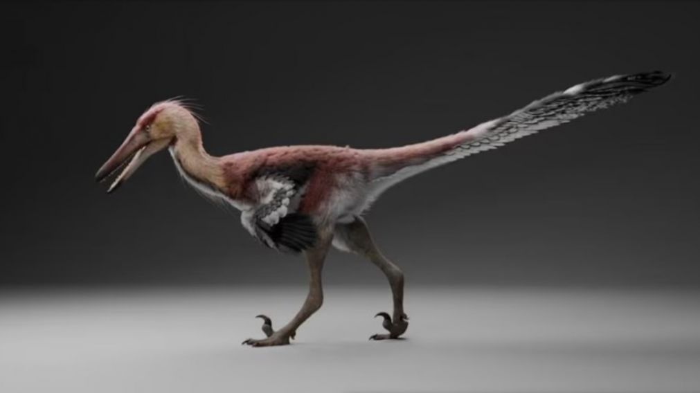 El Kank Australis fue encontrado cerca de la región de El Calafate (NA).
