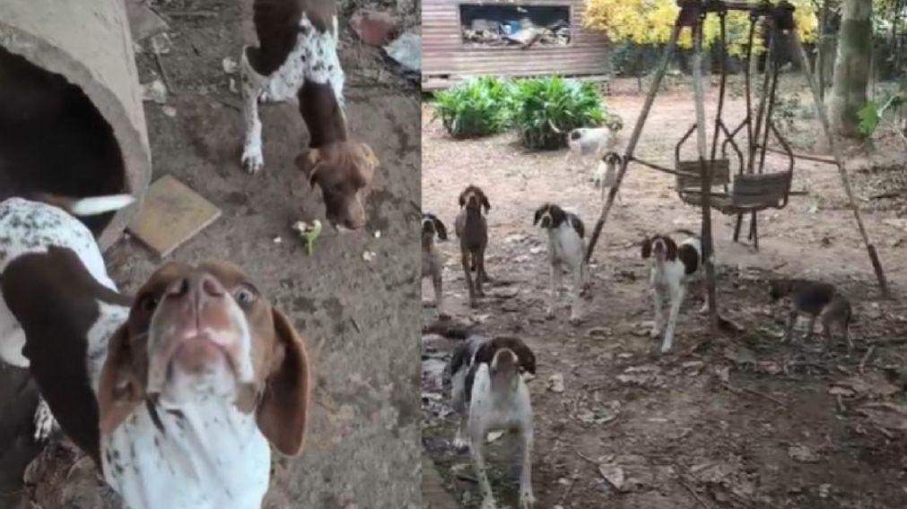 Rescataron a 18 perros desnutridos en un presunto criadero clandestino en San Pedro.