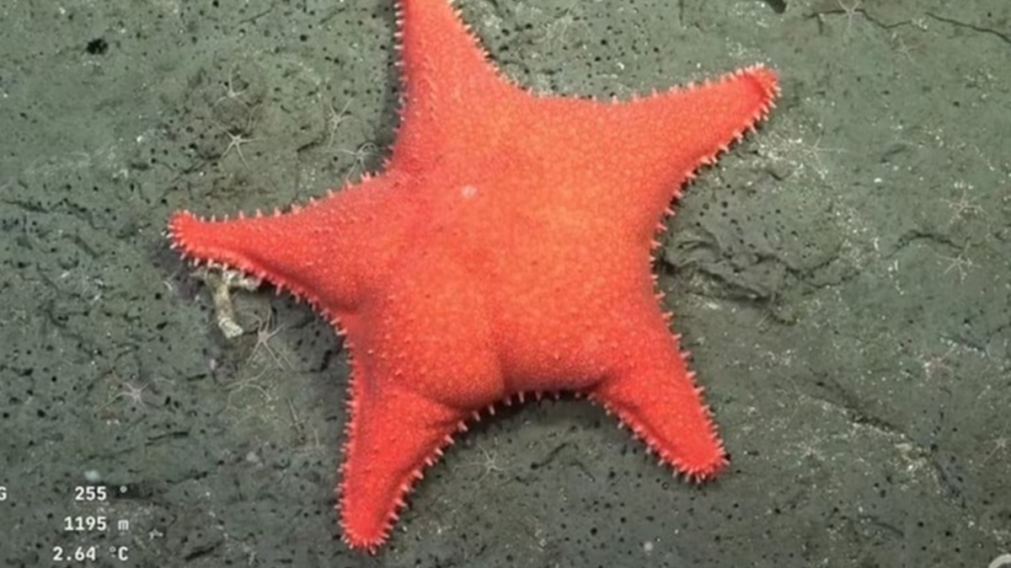 La expedici�n cient�fica del CONICET que paraliz� a millones de argentinos vuelve al mar profundo con una nueva misi�n