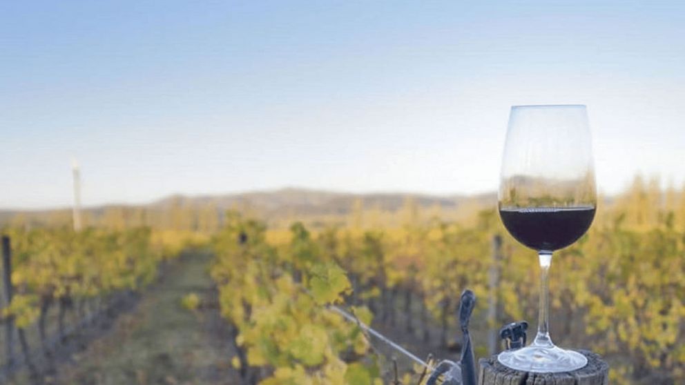 Entre viñas, barricas y tierra bonaerense: un plan distinto que combina paisajes, tradición y buen vino en lugares que pocos conocen.