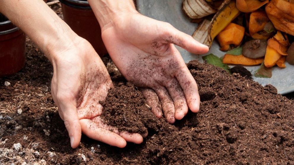 El truco que usan los japoneses para que crezcan las plantas con un m�todo incre�ble.
