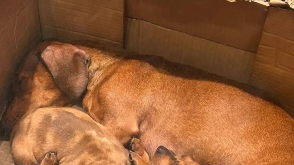 Rescatan perritos salchicha y clausuran un comercio en pleno centro de Quilmes
