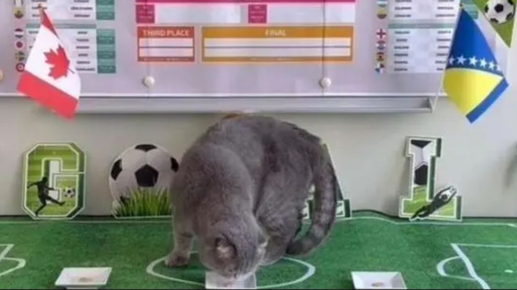 Maximus, el famoso gato del primer ministro de B�lgica, se convirti� en la gran atracci�n de la Copa del Mundo 2026 gracias a sus incre�bles aciertos futbol�sticos.