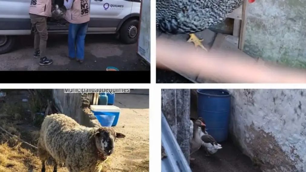 Escalofriante hallazgo en Quilmes: descubren una f�brica ilegal de embutidos y faena clandestina