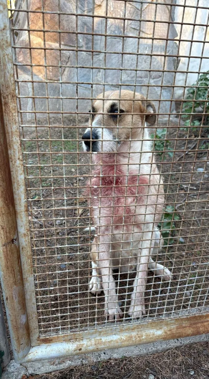 El perro quedó bajo custodia de la Municipalidad de Rawson (Ministerio Público Fiscal del Chubut).