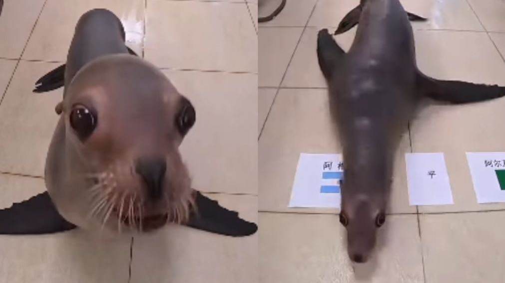 El "lobo marino or�culo" no tuvo dudas: su elecci�n por el equipo nacional ya es furor en las redes.