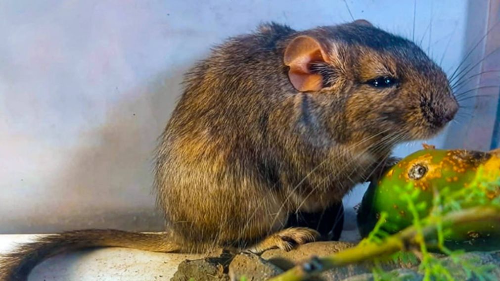 Científicos argentinos descubren una nueva especie de mamífero en la provincia de Córdoba