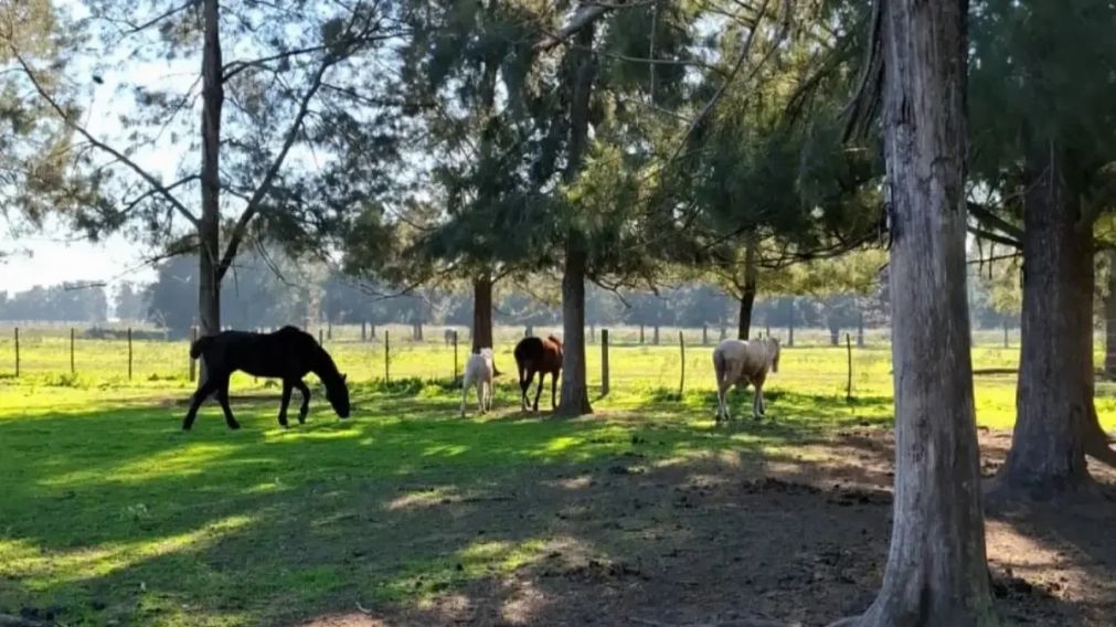 Rescataron caballos por maltrato animal y la familia denunciada atacó a piedrazos a las autoridades
