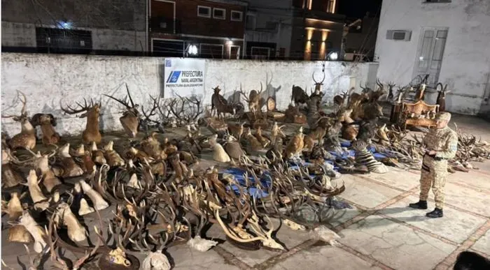 En Entre Ríos un brasileño pagó 40 mil dólares por cazar ciervo: investigan tráfico de fauna