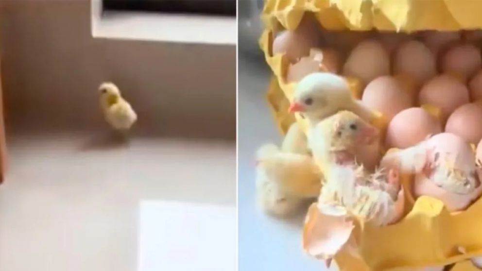 Tras la sorpresa inicial, la familia organizó un espacio improvisado para los recién nacidos.