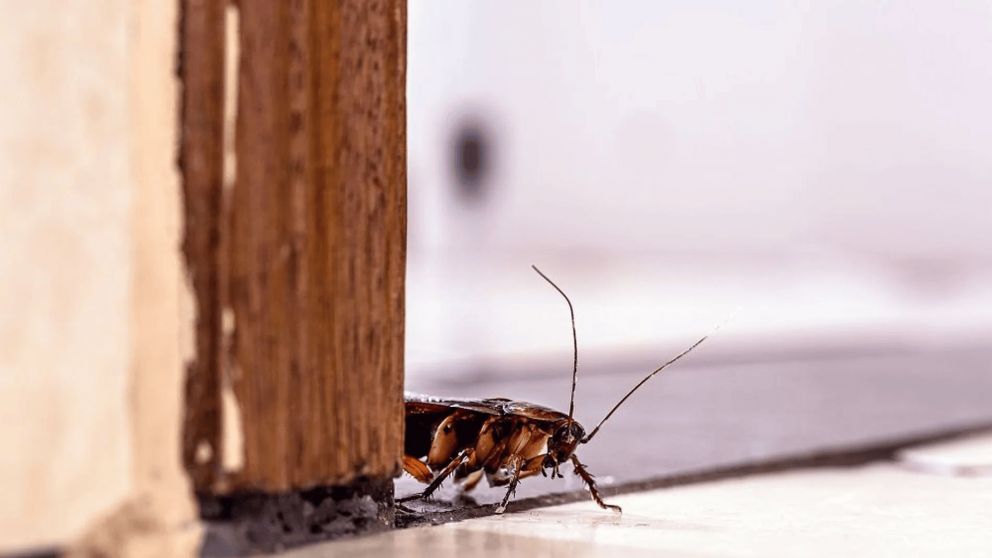 Cucarachas: el lugar de la casa donde suelen estar ocultas y cómo combatirlas.