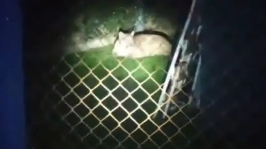 El puma se come los patos y atemoriza a los vecinos de Moreno.