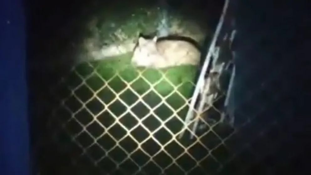 El puma se come los patos y atemoriza a los vecinos de Moreno.