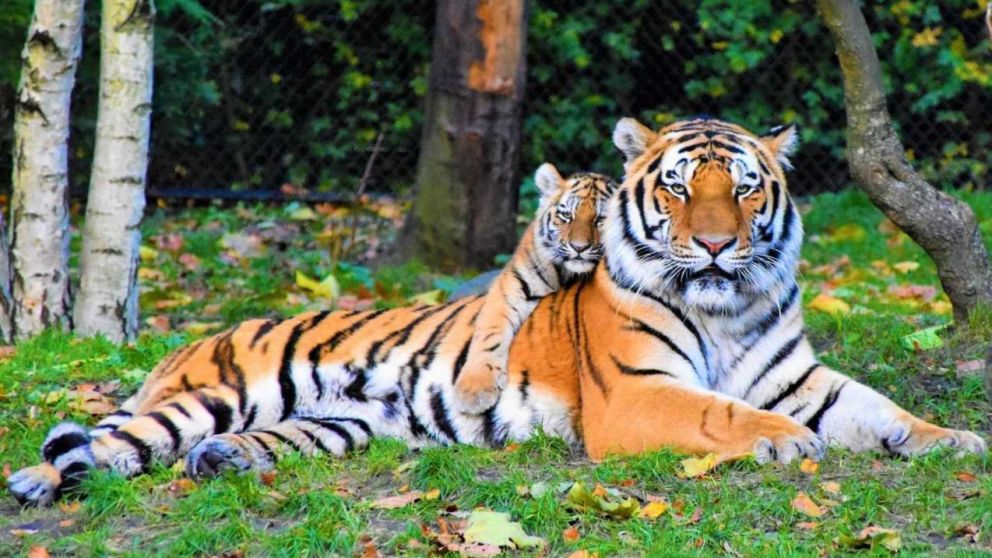 El tigre tiene sus or�genes en Asia (Imagen ilustrativa).