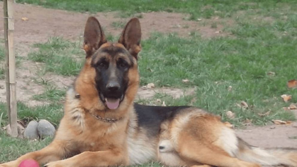 Un ovejero alemán atacó a una beba y la mató.