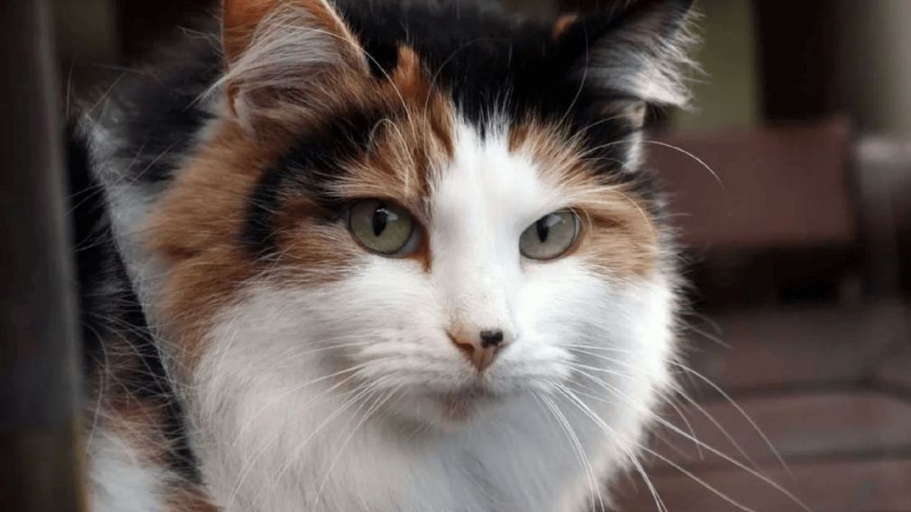 Los ladrones se llevaron hasta la gata de una familia.