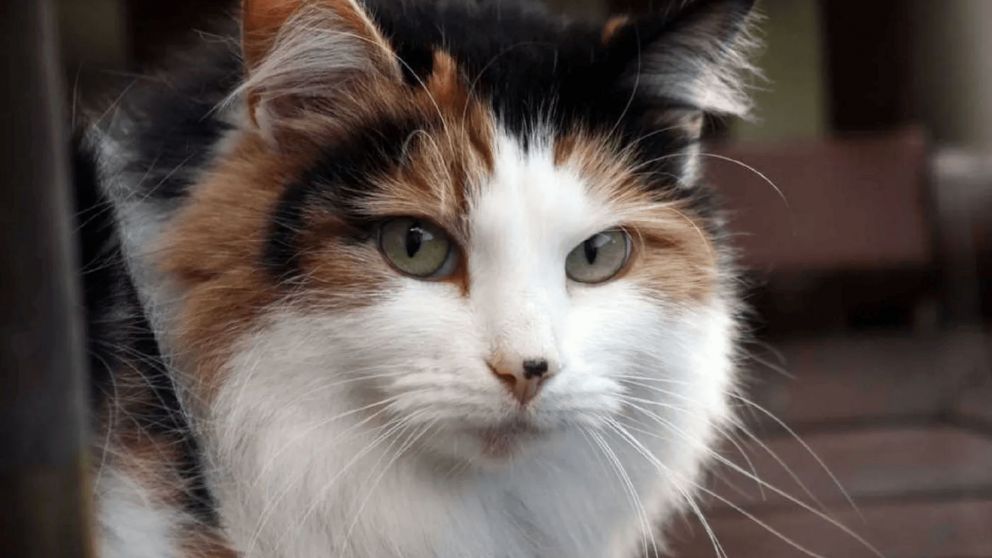 Los ladrones se llevaron hasta la gata de una familia.