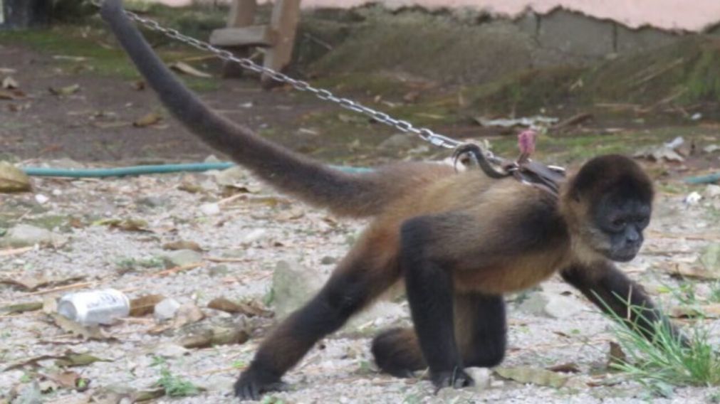 Entre los animales rescatados habían varios monos (Gentileza 0221).