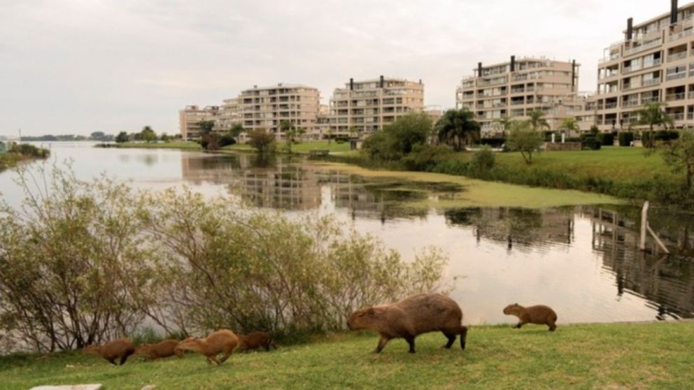 El plan del Gobierno de trasladar animales generó rechazo por parte de grupos proteccionistas como "Carpinchos de Nordelta", que lo consideran un "delito ambiental".