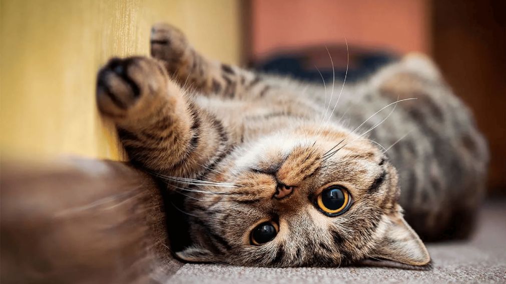 Un hombre ganó una fortuna en la lotería gracias a la curiosidad de su gato: “Fue un milagro”