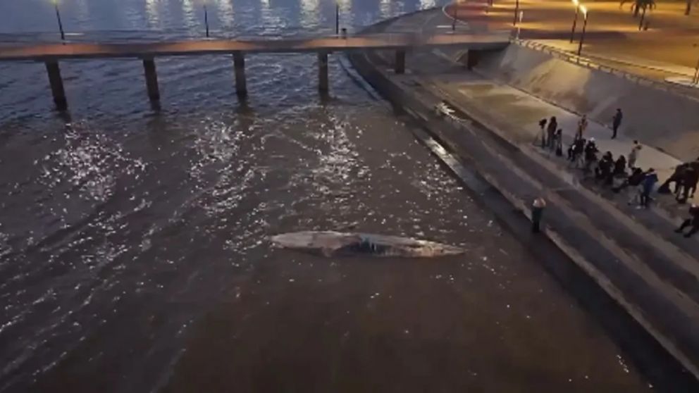 Hasta el momento, no se logró determinar la causa del fallecimiento de la ballena.